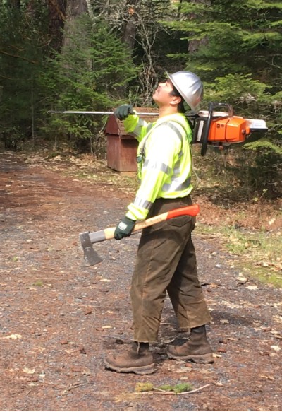 The Art of Felling Timber - Roy Hauser